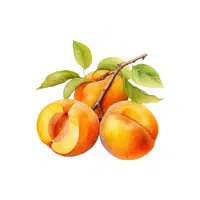 Apricot Thing that Start with A
