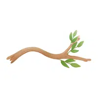 Branch | B Letter things for kids in English