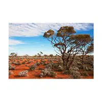 Bushland Nature Word in English