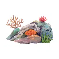 Coral Nature Word in English