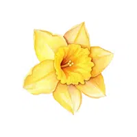 Daffodil | D Letter Things for kids in English