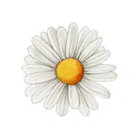 Daisy | D Letter Things for kids in English