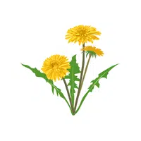 Dandelion | D Letter Things for kids in English