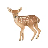 Deer Things for kids