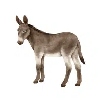 Donkey | D Letter Things for kids in English