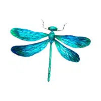 Dragonfly | D Letter Things for kids in English