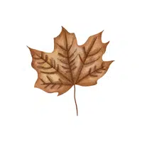 Dry leaf | D Letter Things for kids in English