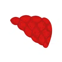 Duvet | D Letter Things for kids in English