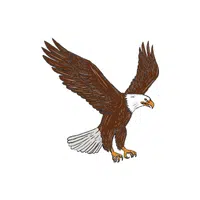 Eagle | E Letter Things names for kids