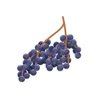 Elderberry | E Letter Things names for kids