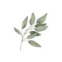 Eucalyptus Tree | E Letter Things names for kids