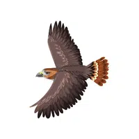 Falcon | F letter Things for kids in English