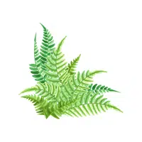 Fern Thing for kids