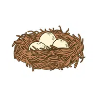 Hawk nest | H letter Things names for Kids