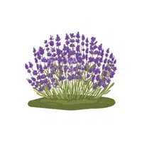 Herb garden Thing for Kids