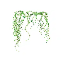 Ivy | I letter Things in English for Kids