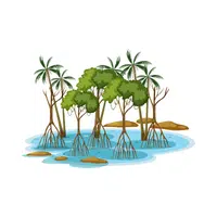 Mangrove Nature Word in English