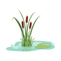 Marsh Nature Word in English