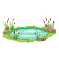 Swamp Nature word in English