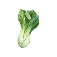 Bok Choy | Vegetables Plants Names