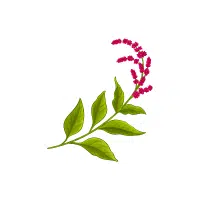 Amaranth | Grains plants Names in English