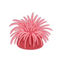 Anemone | Flowers Plants Names in English