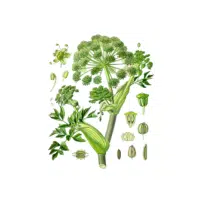 Angelica | Herbs Plants Names in English