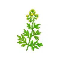 Artemisia (Wormwood) | Herbs Plants Names in English