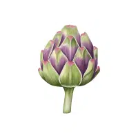 Artichoke | Vegetables Plants Names