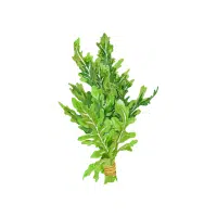 Arugula (Rocket) | Vegetables Plants Names