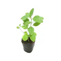 Ashwagandha | Herbs Plants Names in English