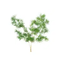 Asparagus | Vegetables Plants Names