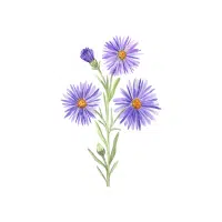 Aster | Flowers Plants Names in English