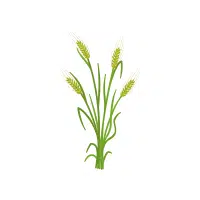 Barley | Grains plants Names in English