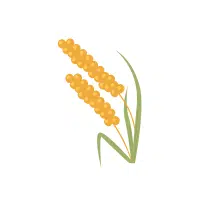 Barnyard Millet | Grains plants Names in English