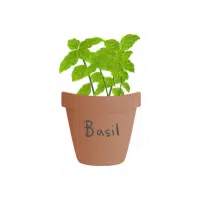 Basil | Herbs Plants Names in English