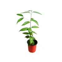 Bay Leaf | Herbs Plants Names in English