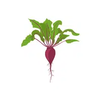 Beetroot | Vegetables Plants Names