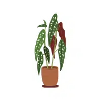 Begonia | Flowers Plants Names in English