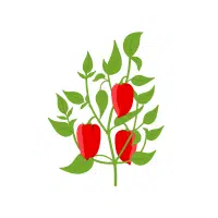 Bell Pepper | Vegetables Plants Names