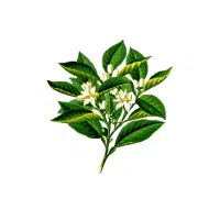 Bitter Gourd | Vegetables Plants Names