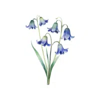Bluebell | Flowers Plants Names in English