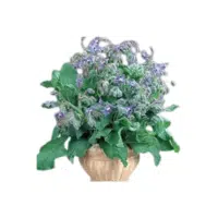 Borage | Herbs Plants Names in English
