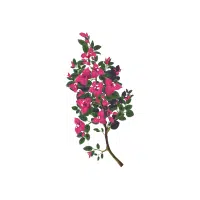 Bougainvillea | Flower Plant Name in English