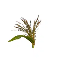 Broomcorn Millet | Grains plants Names in English