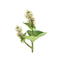 Buckwheat | Grains plants Names in English