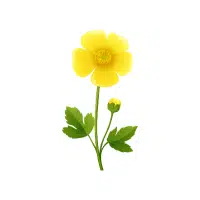 Buttercup | Flowers Plants Names in English