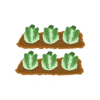 Cabbage | Vegetables Plants Names