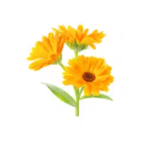 Calendula | Flowers Plants Names in English
