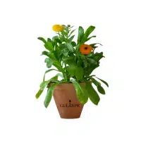 Calendula | Herb Name in English